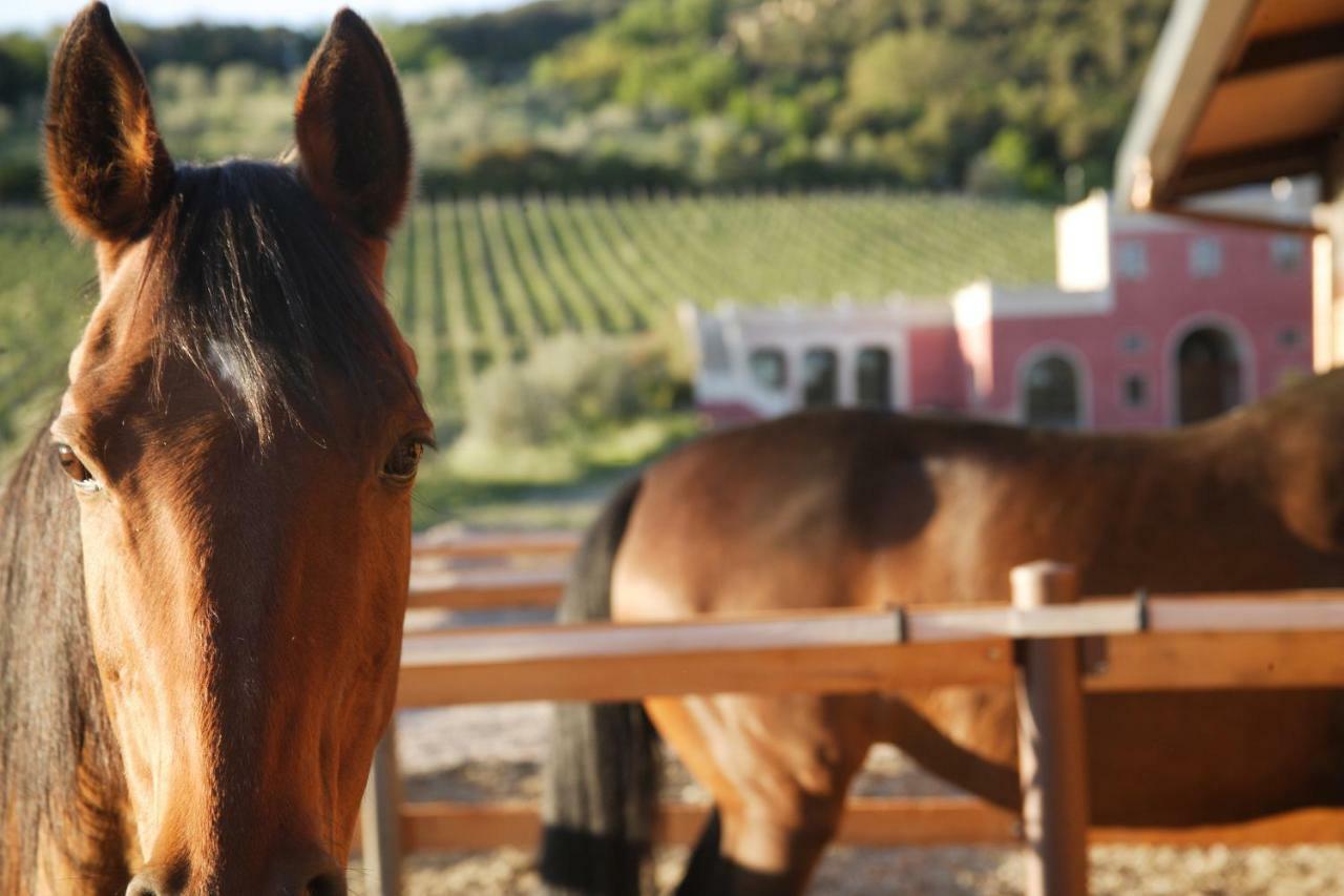 Tenuta Il Sassone - Wine&Food Massa Marittima Kültér fotó